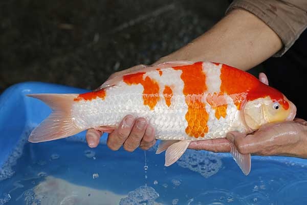 29-紅白-39cm-母-2017年產-3000起標-(強勢II-2017產-元大拍賣會)-3.jpg