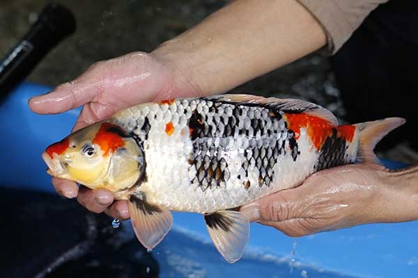 38-昭和三色-35cm-母-2017年產-2000起標-(強勢II-2017產-元大拍賣會)-2.jpg