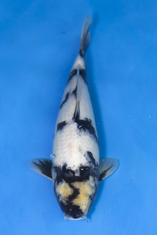 40-白寫-35cm-母-2017年產-3000起標-(強勢II-2017產-元大拍賣會)-1.jpg