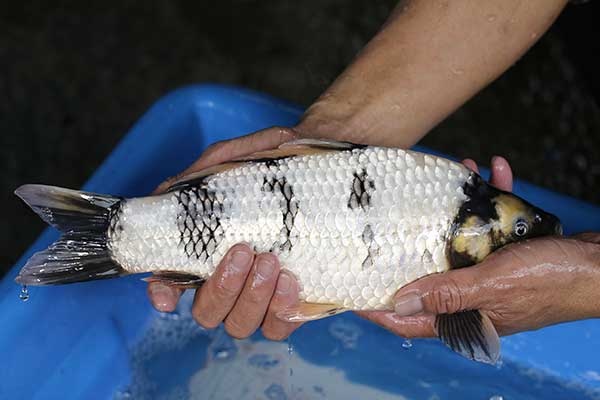 40-白寫-35cm-母-2017年產-3000起標-(強勢II-2017產-元大拍賣會)-3.jpg