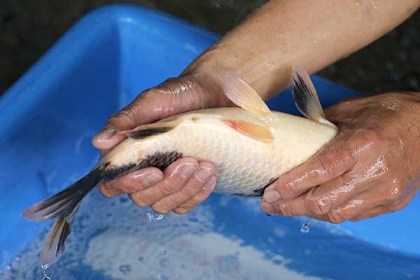 40-白寫-35cm-母-2017年產-3000起標-(強勢II-2017產-元大拍賣會)-4.jpg