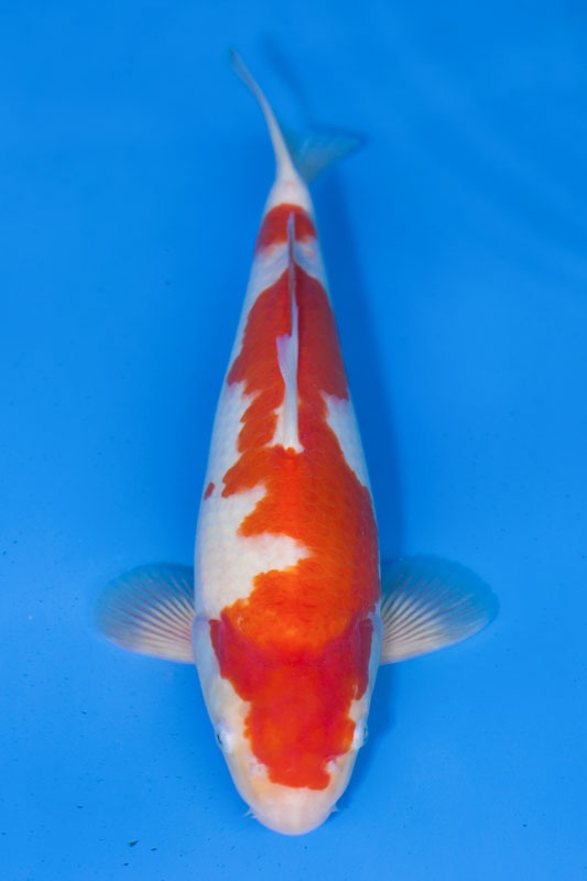 02-紅白-40cm-母-2017年產-10000起標-(強勢II-2017產-元大拍賣會)-1.jpg