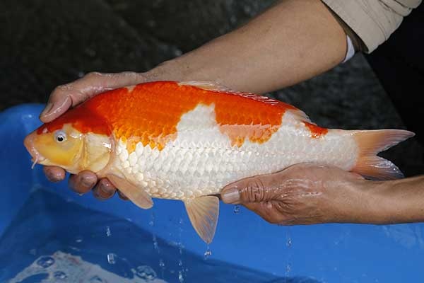 02-紅白-40cm-母-2017年產-10000起標-(強勢II-2017產-元大拍賣會)-2.jpg