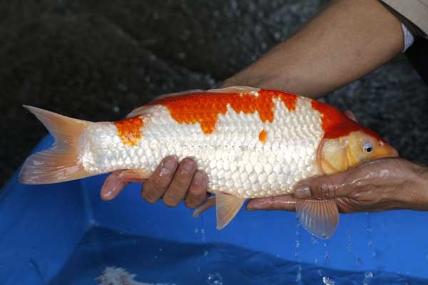 02-紅白-40cm-母-2017年產-10000起標-(強勢II-2017產-元大拍賣會)-3.jpg