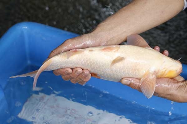 02-紅白-40cm-母-2017年產-10000起標-(強勢II-2017產-元大拍賣會)-4.jpg