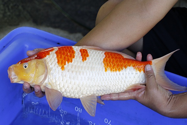 03-紅白-46cm-母-2017年產-10000起標-(強勢III 最終回-元大拍賣...