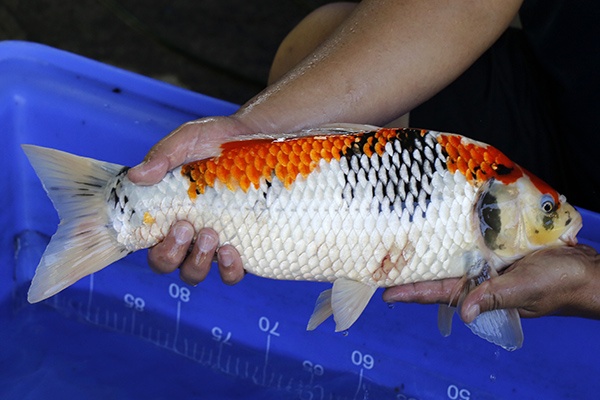 04-昭和三色-47cm-母-2017年產-5000起標-(強勢III 最終回-元大拍...