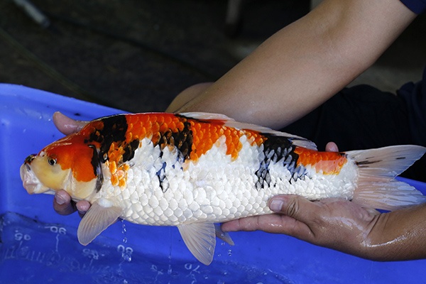 07-昭和三色-47cm-母-2017年產-5000起標-(強勢III-最終回-元大拍...