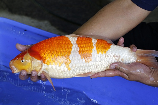 08-紅白-44cm-母-2017年產-3000起標-(強勢III-最終回-元大拍賣會...