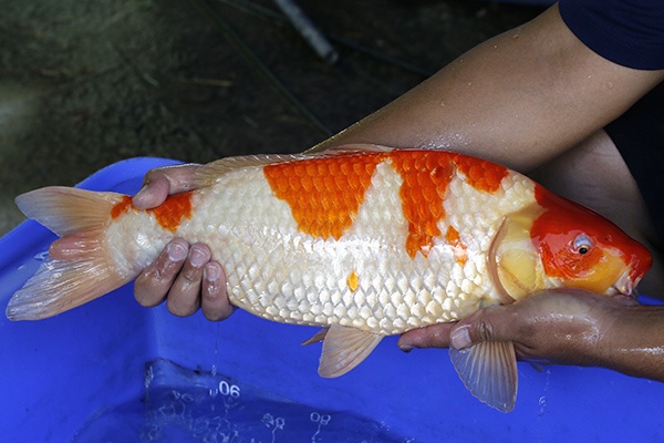 09-紅白-50cm-母-2017年產-5000起標-(強勢III-最終回-元大拍賣會...