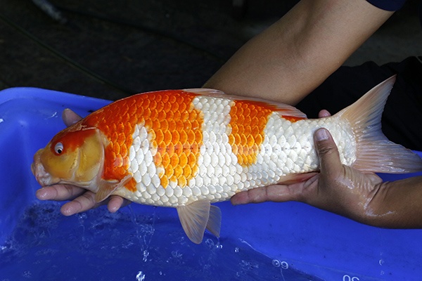 14-紅白-49cm-母-2017年產-3000起標-(強勢III-最終回-元大拍賣會...