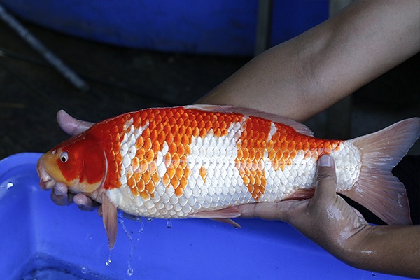 16-紅白-49cm-公-2017年產-3000起標-(強勢III-最終回-元大拍賣會...