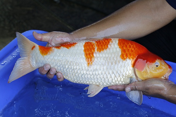 20-紅白-48cm-母-2017年產-5000起標-(強勢III-最終回-元大拍賣會...