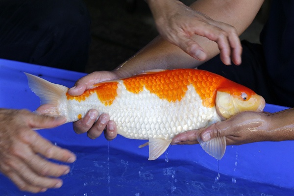 22-紅白-43cm-公-2017年產-3000起標-(強勢III-最終回-元大拍賣會...