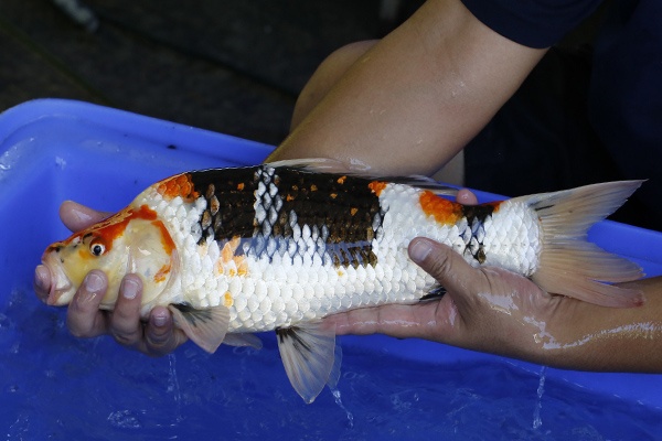 24-昭和三色-47cm-母-2017年產-5000起標-(強勢III 最終回-元大拍...