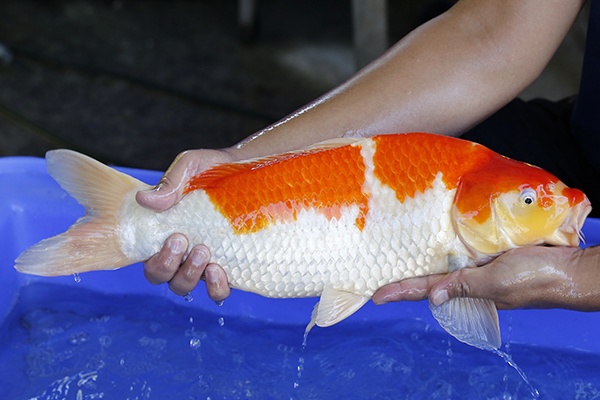 27-紅白-50cm-母-2017年產-5000起標-(強勢III-最終回-元大拍賣會...