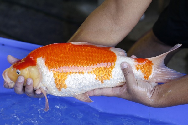 39-紅白-46cm-母-2017年產-3000起標-(強勢III-最終回-元大拍賣會...