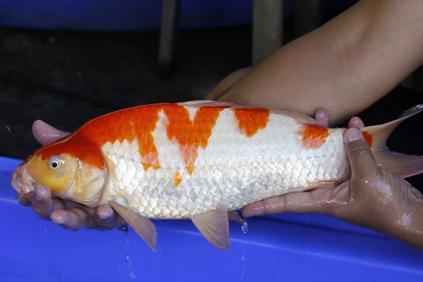 41-紅白-45cm-公-2017年產-3000起標-(強勢III-最終回-元大拍賣會...