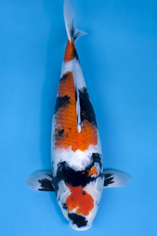 03-昭和-52cm-母-2017年產-10000起標-(2019元大首拍)-1.jpg