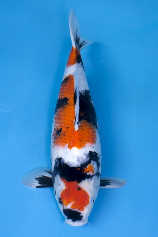 03-昭和-52cm-母-2017年產-10000起標-(2019元大首拍)-2.jpg