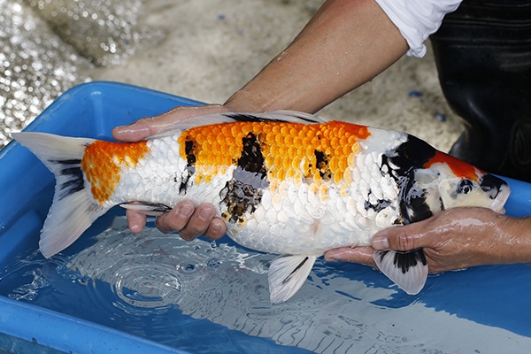 03-昭和-52cm-母-2017年產-10000起標-(2019元大首拍)-3.jpg