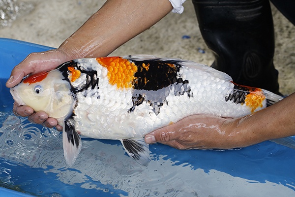 03-昭和-52cm-母-2017年產-10000起標-(2019元大首拍)-4.jpg