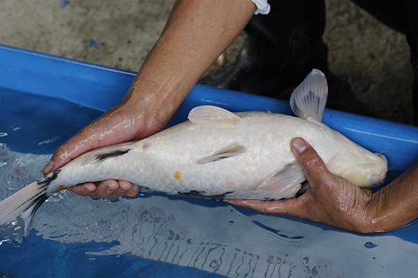 03-昭和-52cm-母-2017年產-10000起標-(2019元大首拍)-5.jpg