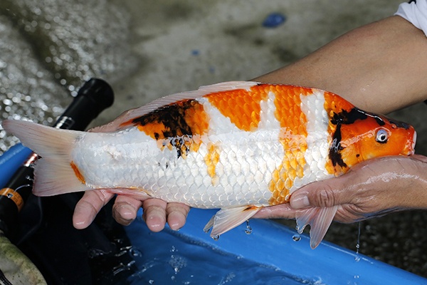 08-昭和-41cm-母-2018年產-5000起標-(2019元大首拍)-3.jpg
