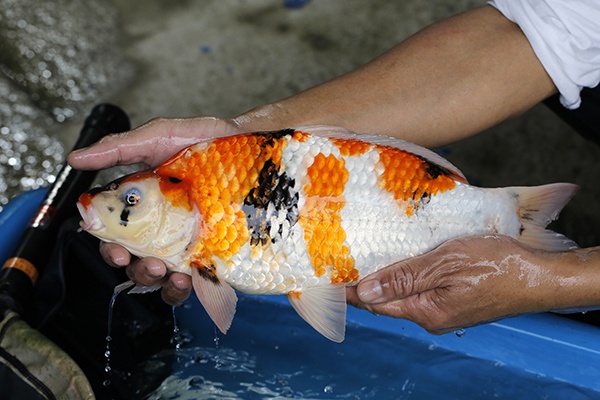 08-昭和-41cm-母-2018年產-5000起標-(2019元大首拍)-4.jpg