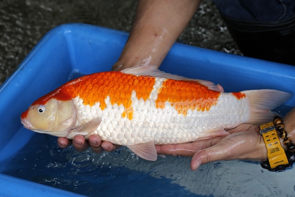 21-紅白-44cm-不明-2017年產-3000起標-(2019元大首拍)-2.jpg