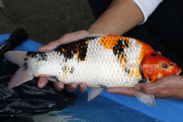 25-昭和-42cm-母-2018年產-5000起標-(2019元大首拍)-2.jpg