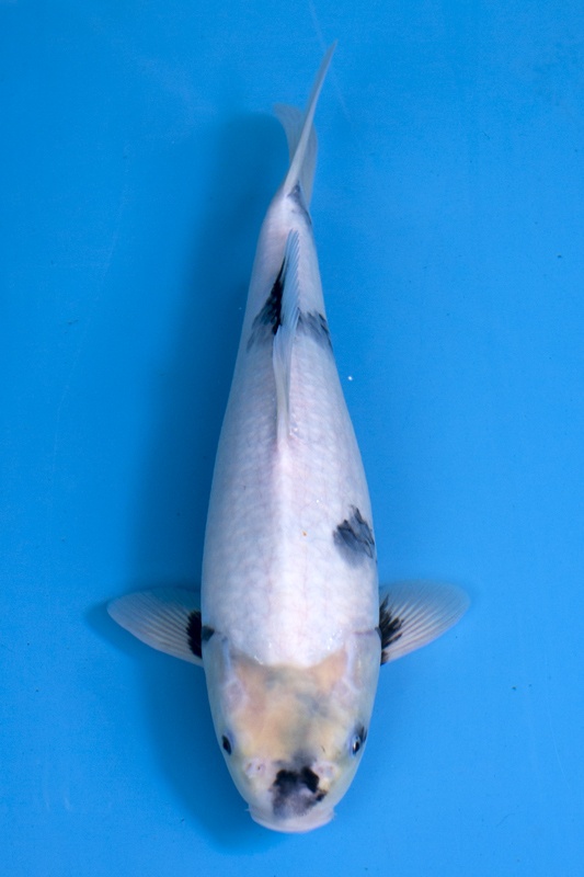 29-白寫-42cm-母-2018年產-3000起標-(2019元大首拍)-1.jpg