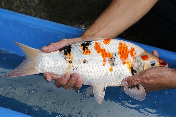 39-昭和-40cm-母-2018年產-3000起標-(2019元大首拍)-3.jpg