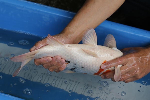 39-昭和-40cm-母-2018年產-3000起標-(2019元大首拍)-4.jpg