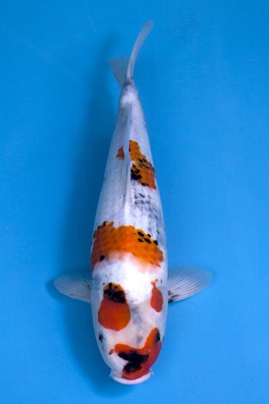 40-昭和-43cm-母-2018年產-3000起標-(2019元大首拍)-1.jpg