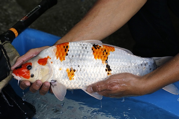 40-昭和-43cm-母-2018年產-3000起標-(2019元大首拍)-2.jpg