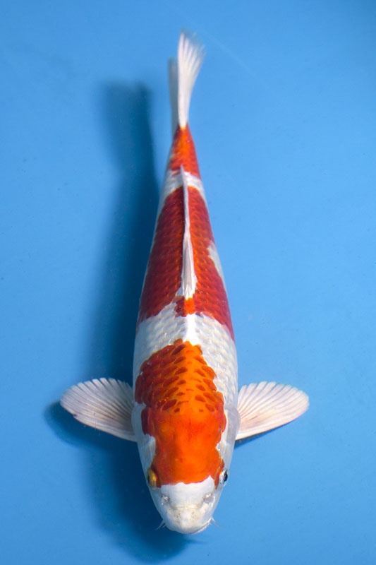 24-孔雀-40cm-母-2018年產-5000起標-(2019江語鯉苑拍賣會)-1.jpg