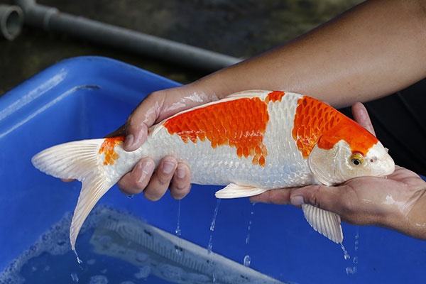 24-孔雀-40cm-母-2018年產-5000起標-(2019江語鯉苑拍賣會)-3.jpg