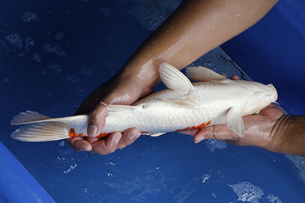 24-孔雀-40cm-母-2018年產-5000起標-(2019江語鯉苑拍賣會)-4.jpg