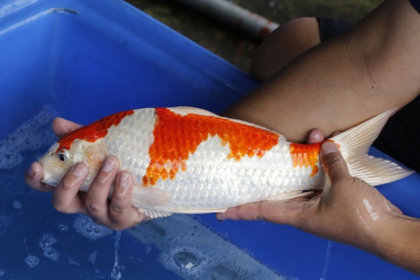 24-孔雀-40cm-母-2018年產-5000起標-(2019江語鯉苑拍賣會)-2.jpg