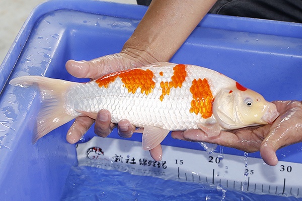 04-紅白-34cm-公-2018年產-2000起標-(2019國際)-2.jpg