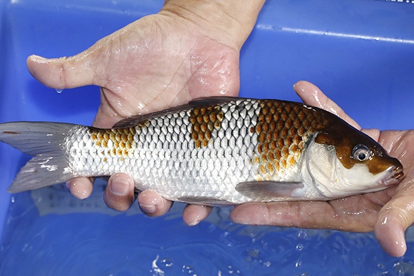 17-落葉(日本越路產)-29cm-不明-2018年產-2000起標-(2019國際)-3.jpg