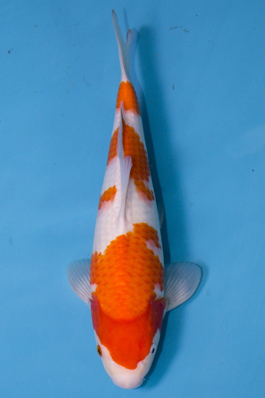 17-紅白-33cm-母-2019年產-5000起標-(超越-2019元大拍賣)-1.jpg