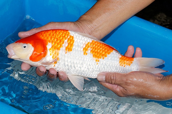17-紅白-33cm-母-2019年產-5000起標-(超越-2019元大拍賣)-2.jpg