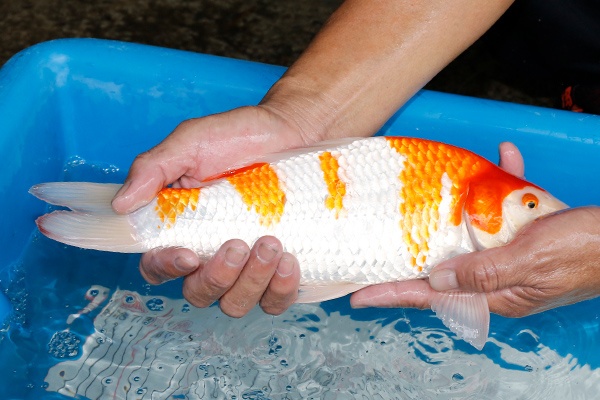 17-紅白-33cm-母-2019年產-5000起標-(超越-2019元大拍賣)-3.jpg