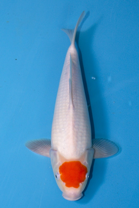 09-丹頂-33cm-不明-2019年產-3000起標-(超越-2019元大拍賣)-1.jpg