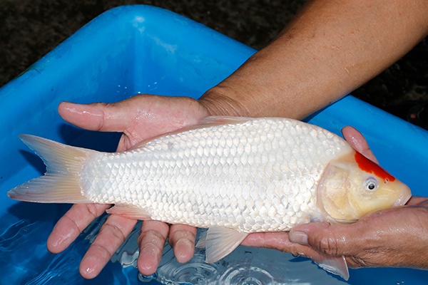 09-丹頂-33cm-不明-2019年產-3000起標-(超越-2019元大拍賣)-3.jpg