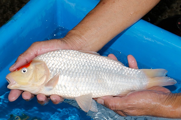 09-丹頂-33cm-不明-2019年產-3000起標-(超越-2019元大拍賣)-2.jpg