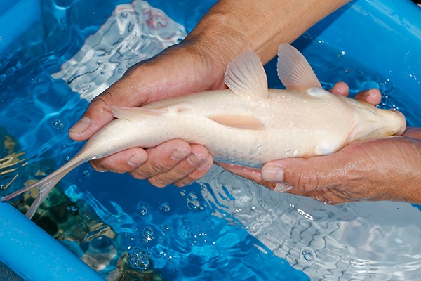 09-丹頂-33cm-不明-2019年產-3000起標-(超越-2019元大拍賣)-4.jpg