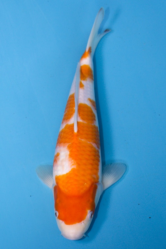 10-紅白-32cm-不明-2019年產-2000起標-(超越-2019元大拍賣)-1.jpg